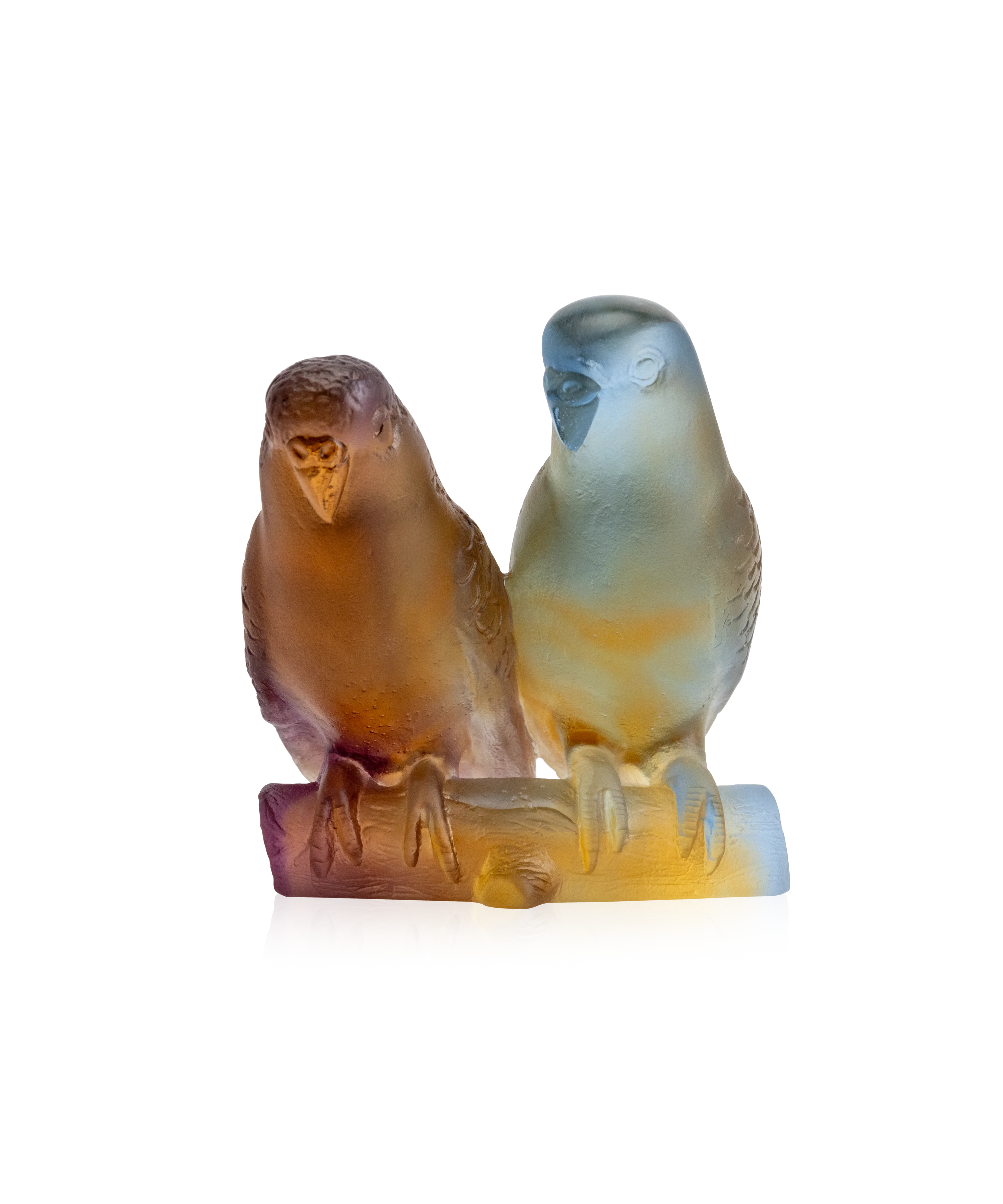 Couple de perruches Ambre