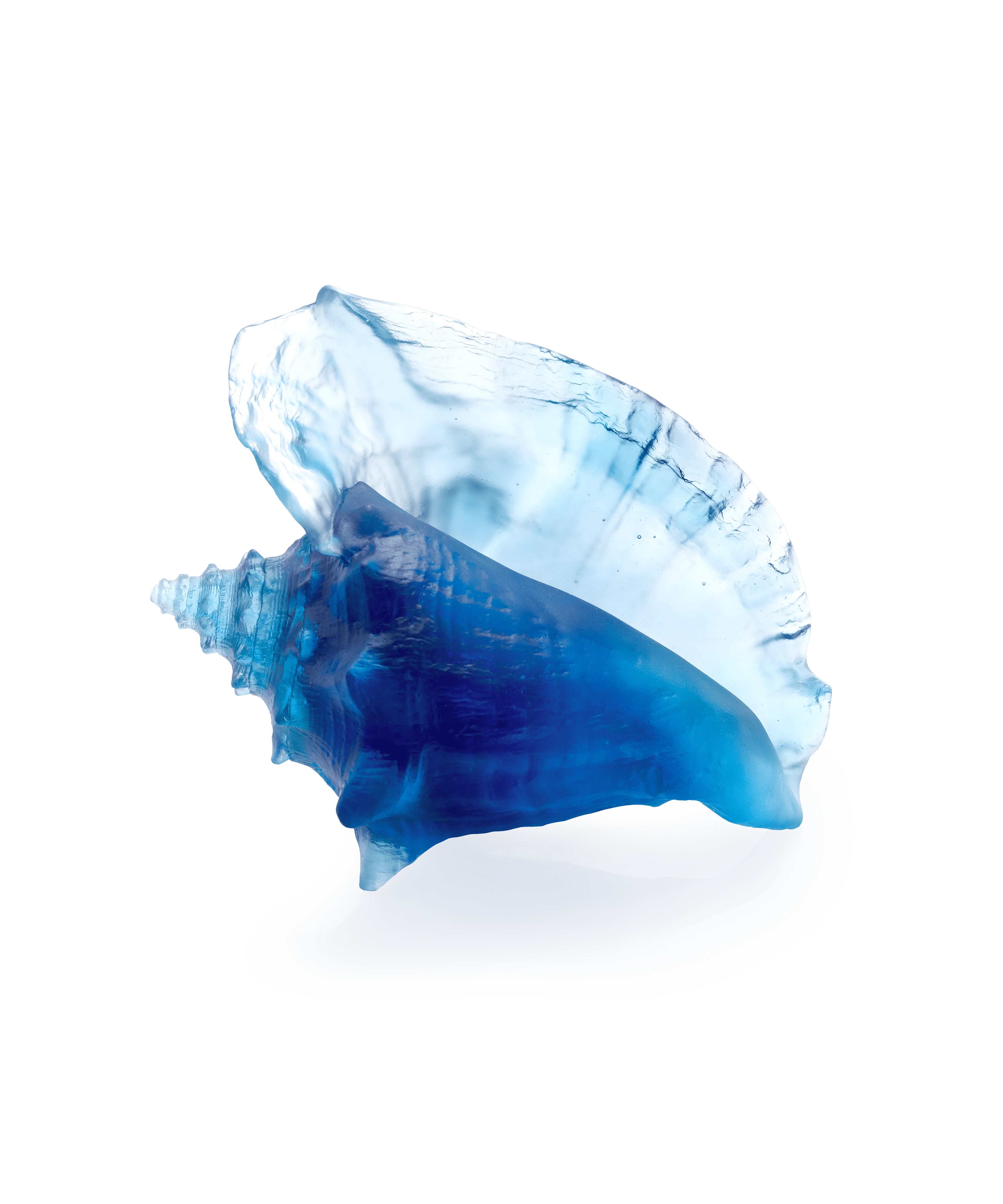 Mer de Corail Coquillage conque